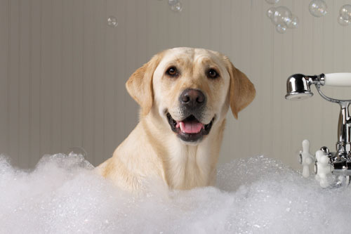 lavaggio-cani